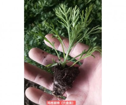 瑪格麗特(穴盤(pán)苗)